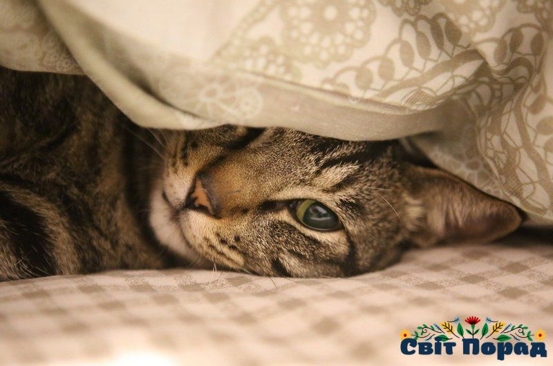 Усунення запаху котячої сечі з підлоги та ковра