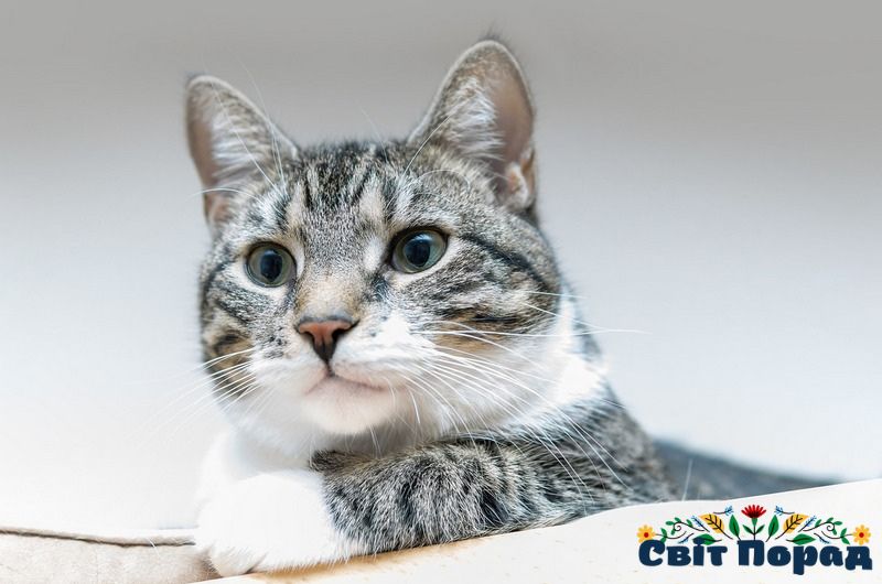 Виведення запаху котячої сечі з одягу